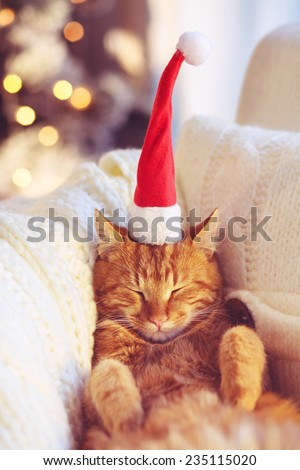 Lovable ginger cat wearing Santa Claus hat sleeping on chair under Christmas tree at home