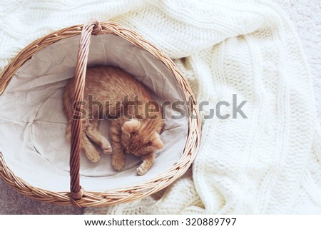 Cute little ginger kitten is sleeping inside basket in warm cozy bed