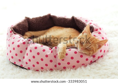 A ginger kitten sleeps in his soft cozy bed on a white carpet, soft focus