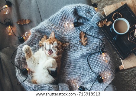 Lazy cat sleeps and yawns on soft woolen sweater on sofa, decorated with led lights. Winter or autumn weekend concept, top view.