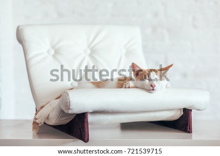 Kitten sleeps on small leather couch in white interior. Cozy furniture for pet. Cat's place organization at home.