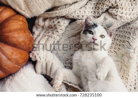 Cute kitten relaxing on warm sweater by autumn rustic home decor. Lazy cat resting on soft pullover. November weekend concept scene, top view.