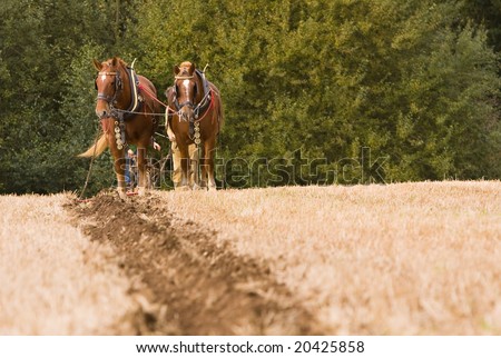 Shire horses ploughing a field