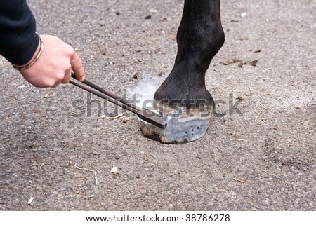 Branding a horses hoof with the cavalry insignia