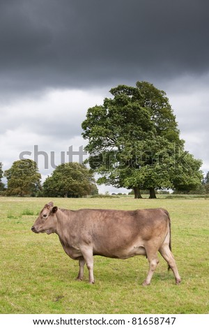 Jersey cow standing alone in a field under a threatening sky