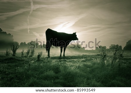 Duotone treatment of a backlit lone Jersey cow standing in a field at sunrise