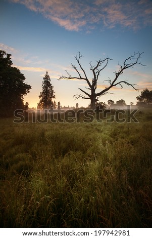 Sun risinging at dawn as early morning mist rises around a dead tree in a Berkshire Country park