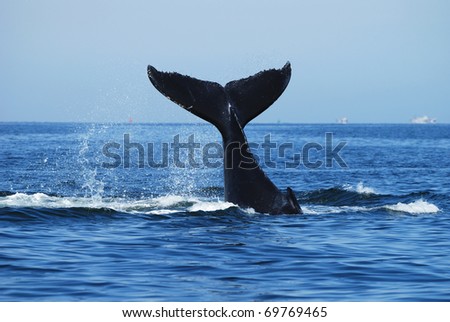 Humpback Whale, Megaptera novaeangliae, Namibia