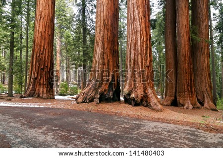 Sequoia National Park - Giant Forest