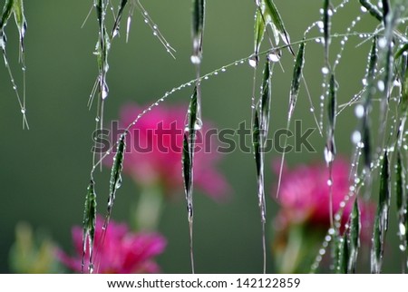 Rain on grass and flowers