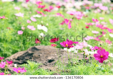 summer flower garden