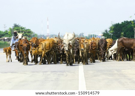 Team of  cows on road