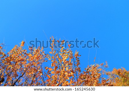autumn leaves , Beautiful time the season change colour of trees in Japan