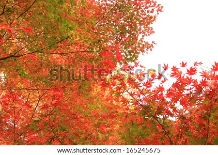 autumn leaves , Beautiful time the season change colour of trees in Japan