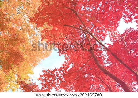 pastel fole of Japanese maple tree leaves colorful background in autumn