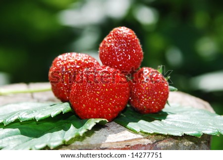 picture of fresh strawberries on their leafs, just picked up from a ecological garden