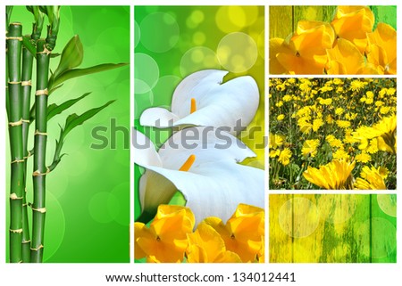 composition of spring and ornamental plants in three parts
