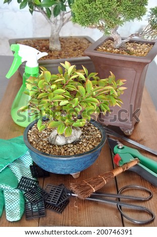 bonsai with tools to cut, tree transplanting and maintain in good condition