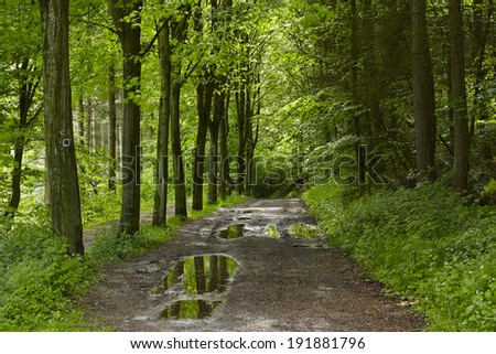 A forest path after a rainshower with some puddles into a broadleaf forest taken at bright sunshine.