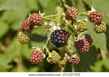 Mellow and green berries at a blackberry bush taken as a macro shot.