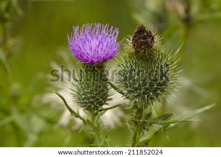 Blossoming and faded blue blossom of a Mary thistle (Silybum marianum) taken in front of green grass.