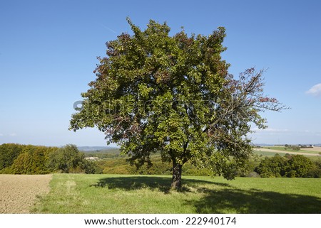 A single pear tree in an open landscape (Saarland, Germany) taken at bright sunlight and a cloudless blue sky.