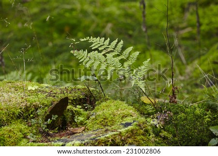 A fern plant is growing beneath a moss-coverd stub at the edge of a forest.