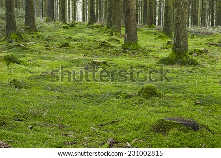 A forest with trees, stubs and a moss-covered forest floor taken at diffused light.