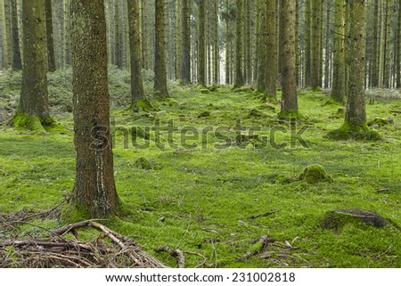 A forest with trees, stubs and a moss-covered forest floor taken at diffused light.