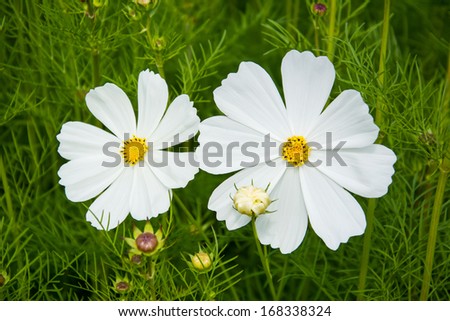 white rock flower garden edging