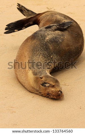 sea lion sleeping on beach