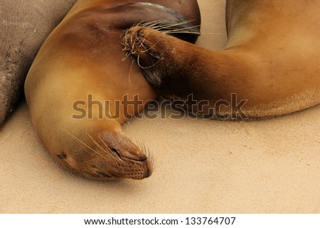 sea lions sleeping on beach