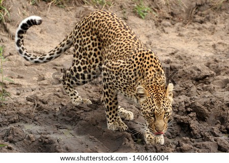 male leopard preparing to drink at water hole, Sabi Sand Game Reserve, South Africa