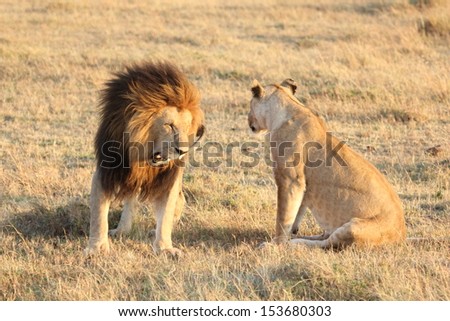 male lion roaring at female lion in masai mara, kenya