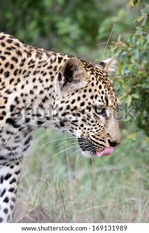 Profile of leopard on the prowl, Sabi Sand Private Game Reserve, South Africa