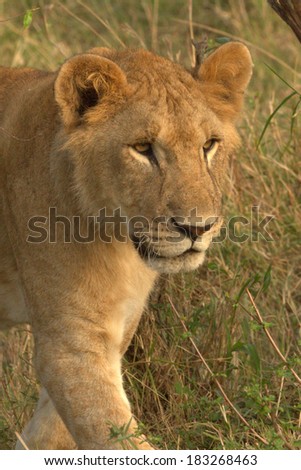 profile of a young sub adult lion, Kenya, Africa