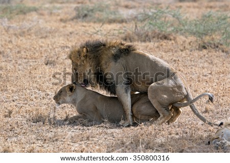 profile of lion and lioness mating