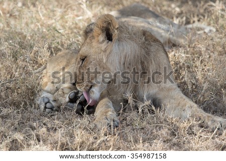 young lion grooming, Tanzania