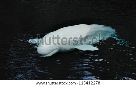 Swimming beluga