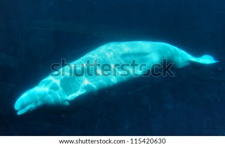Wale Water