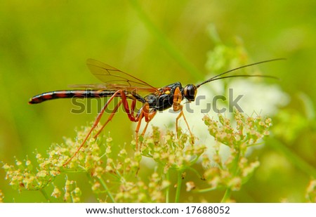 Male Wasp