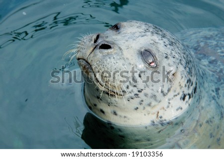 Portrait of wild female seal in the Pacific Ocean