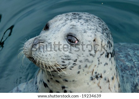 Portrait of seal female in the Pacific Ocean