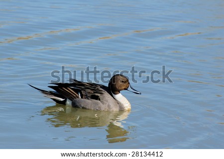 Portrait of the Northern pintail on lake with water as background