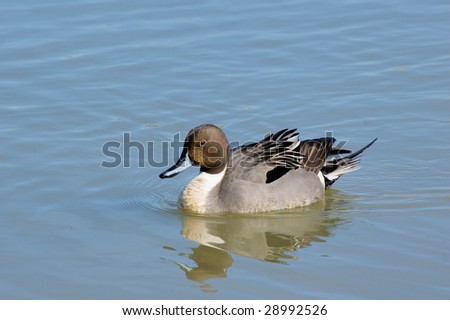 Portrait of the Pintail duck on the lake