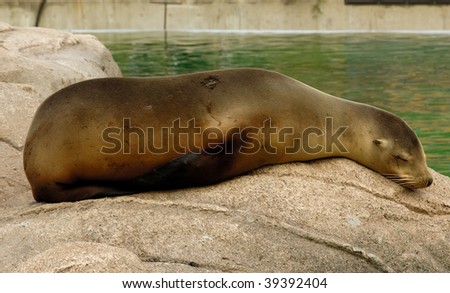 Seal sleeping on the rocks near the water