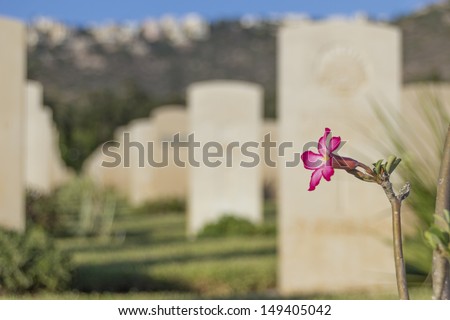 pink flower in an old war cmetery