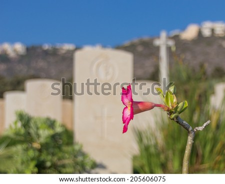 pink flower in an old war cemetery