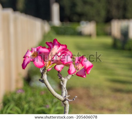 pink flower in an old war cemetery