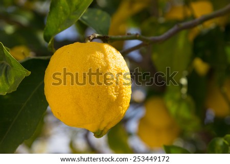 yellow lemons on a lemon tree